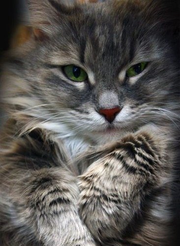 Кот - оригинал