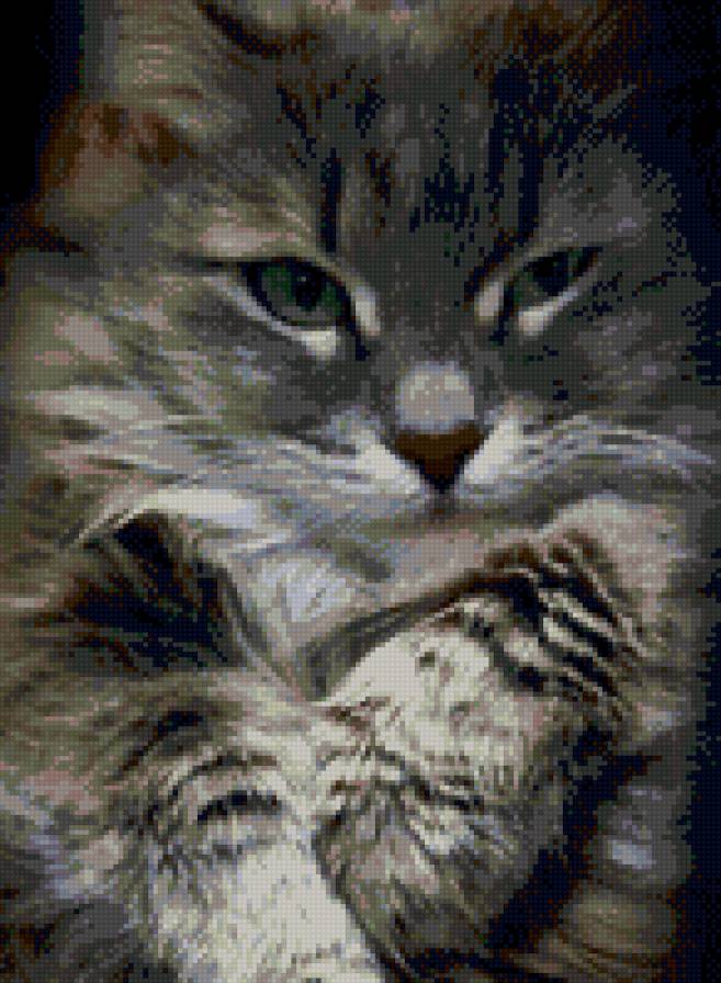 Кот - предпросмотр