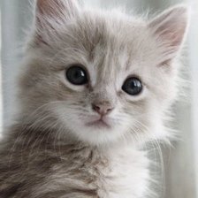 Схема вышивки «Киска»