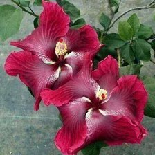 Схема вышивки «Flor»