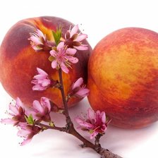 Схема вышивки «персики»