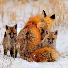 Схема вышивки «№746302»