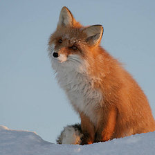 Схема вышивки «№746316»