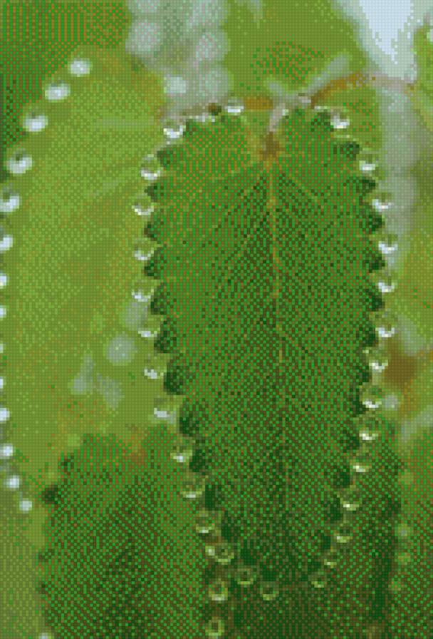 зеленый лист - лист, роса, растение - предпросмотр