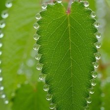 Схема вышивки «зеленый лист»