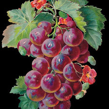 Схема вышивки «Виноград»