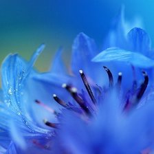 Схема вышивки «незабудка»