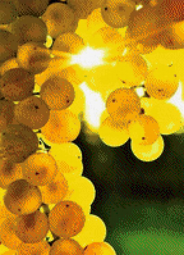 виноград - виноград - предпросмотр