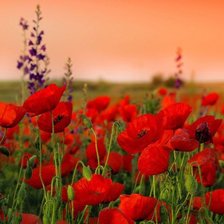 Схема вышивки «Маки»