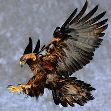 Орел в полете