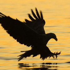 Схема вышивки «Хищник»