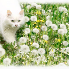 Котенок в одуванчиках