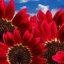 Схема вышивки «Красные подсолнухи»