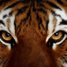 Схема вышивки «Тигр»