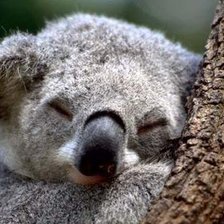 Схема вышивки «Коала 2»