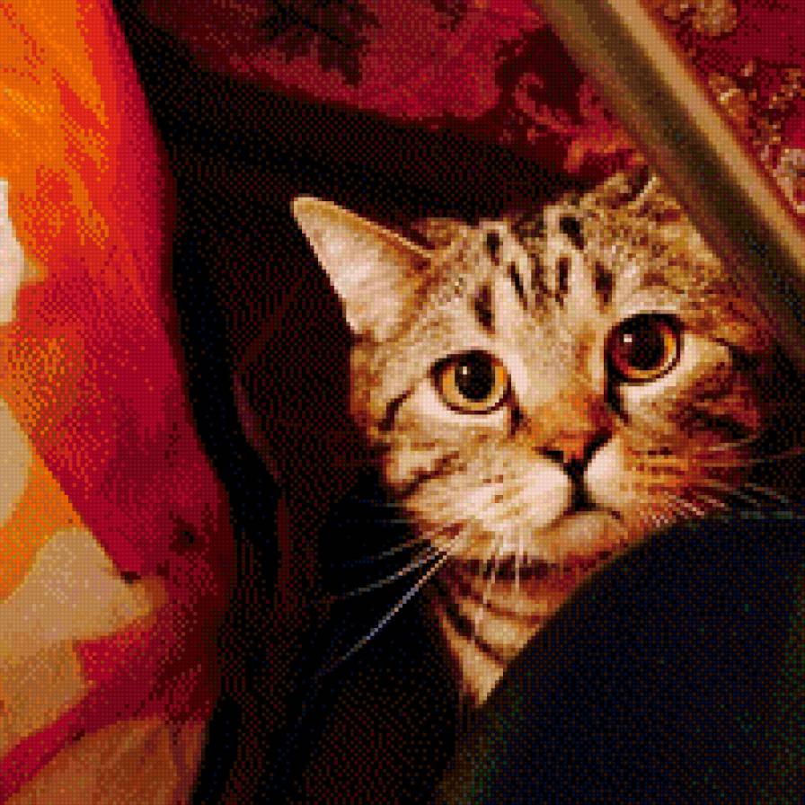 Симба - кот, британец - предпросмотр