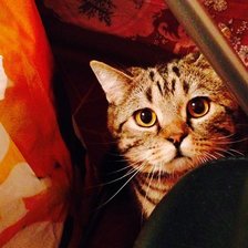 Схема вышивки «Симба»