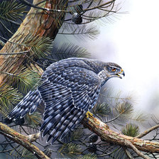 Схема вышивки «Хищник»