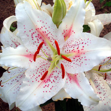 Схема вышивки «прекрасный цветок»