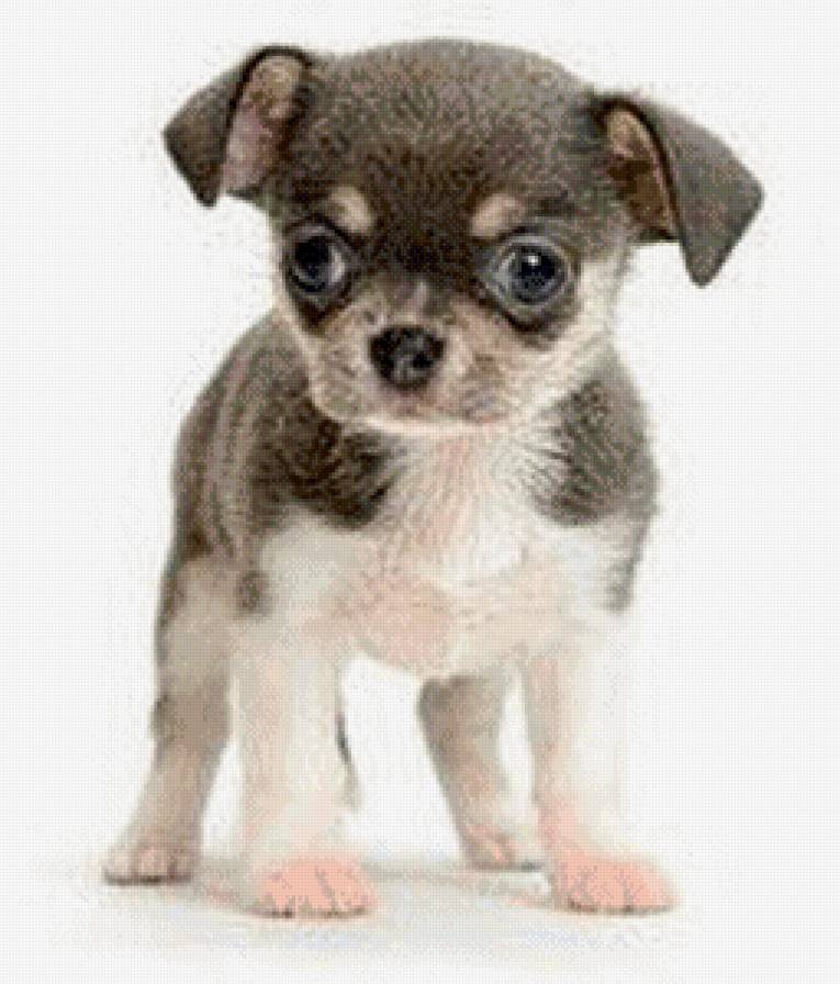 №747992 - собака, животные, щенок - предпросмотр