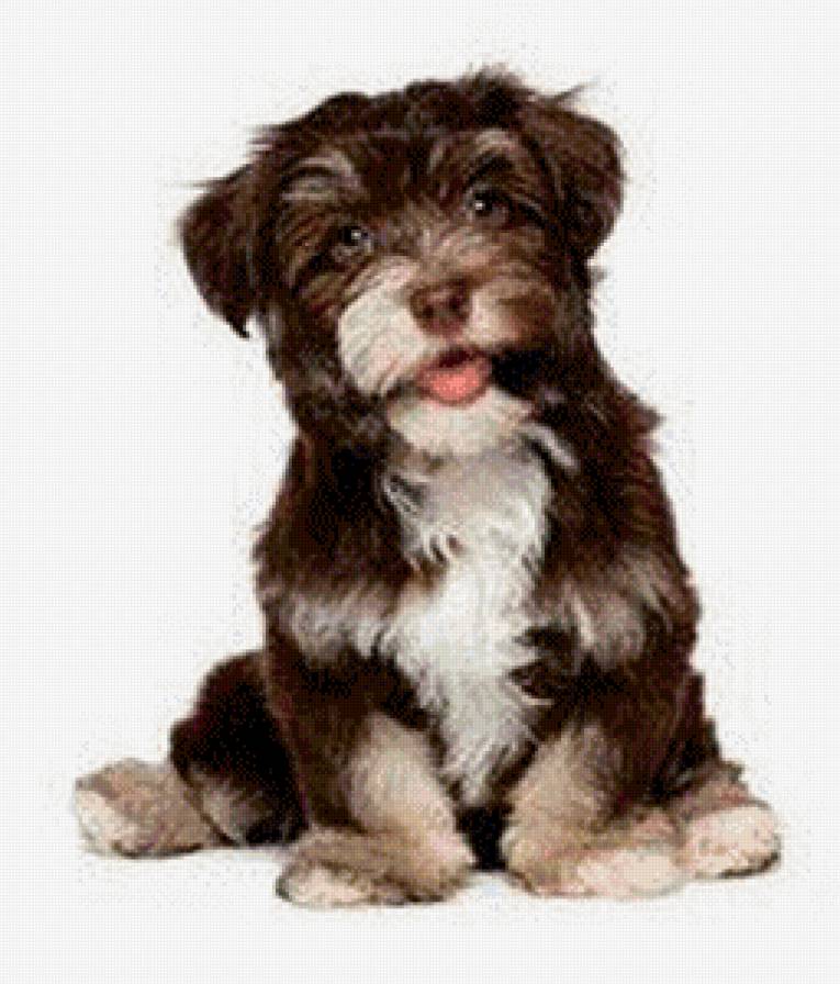 №747996 - животные, щенок, собака - предпросмотр