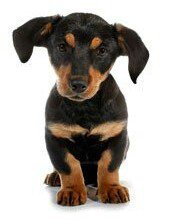 Схема вышивки «№747999»