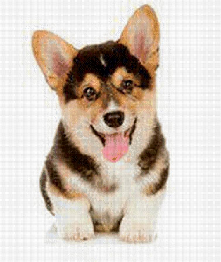 №748001 - животные, собака, щенок - предпросмотр