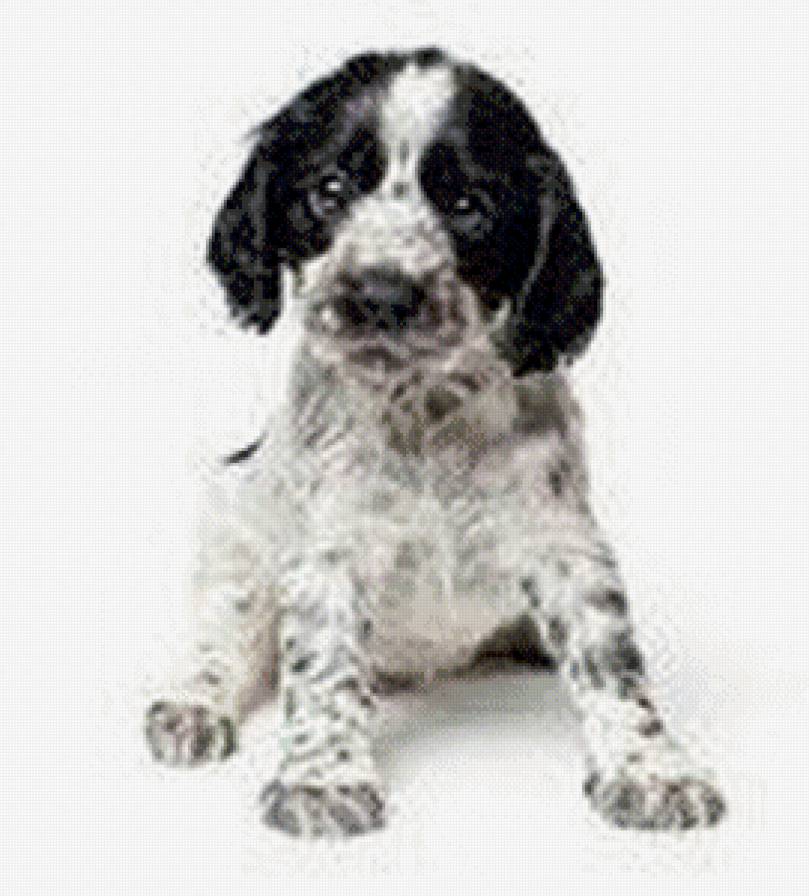 №748007 - собака, щенок, животные - предпросмотр