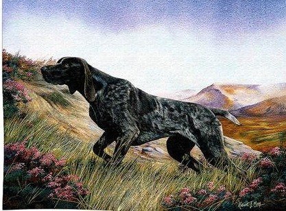 курцхаар - оригинал