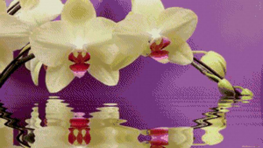 орхидея - отражение, орхидея, орхидеи, вода, цветок, цветы - предпросмотр