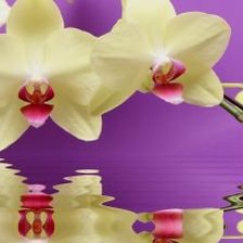 Схема вышивки «орхидея»