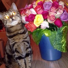 Схема вышивки «Мой котик»