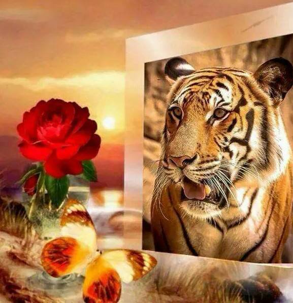 gatito - оригинал