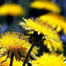 Схема вышивки «Одуванчики 3D»