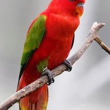 Схема вышивки «Попугай»