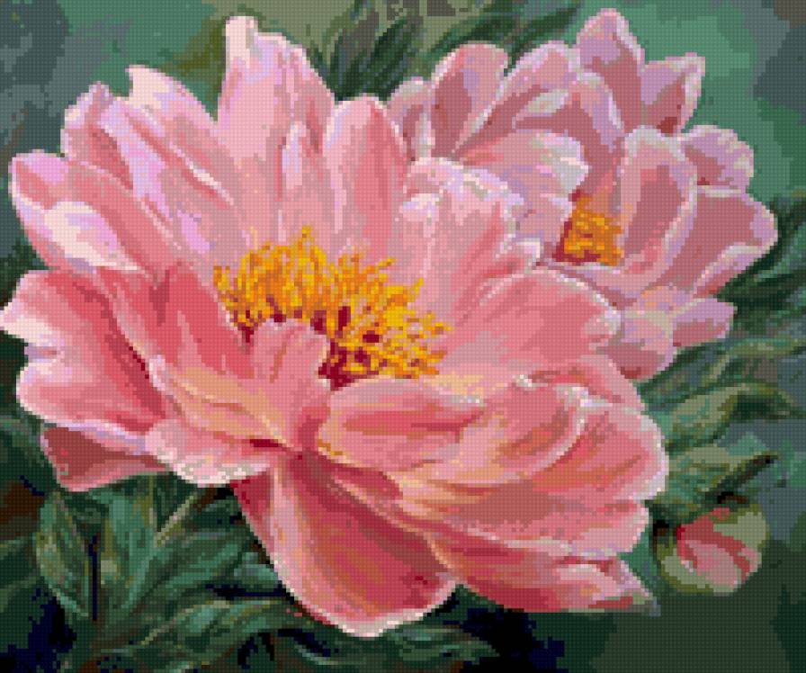 Розовый пион - цветы - предпросмотр