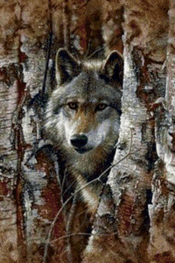 волк - дикие животные, волк - предпросмотр