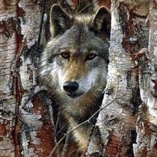 Схема вышивки «волк»