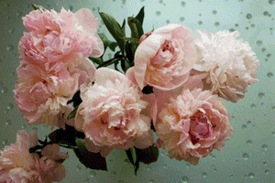 Пионы1 - предпросмотр