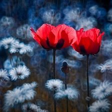 Схема вышивки «маки»