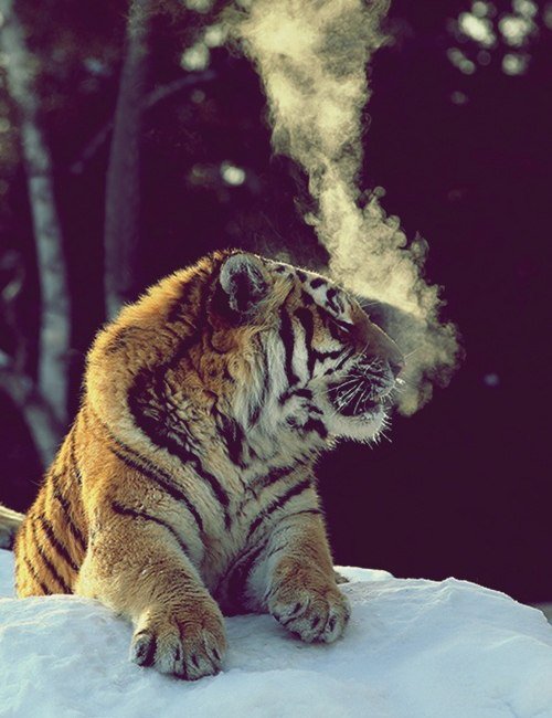 тигр - животные, зима, тигр - оригинал