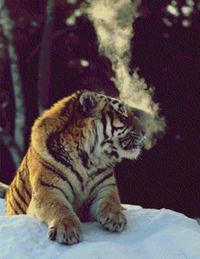 тигр - тигр, животные, зима - предпросмотр