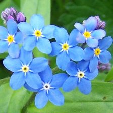 Схема вышивки «forget me not»