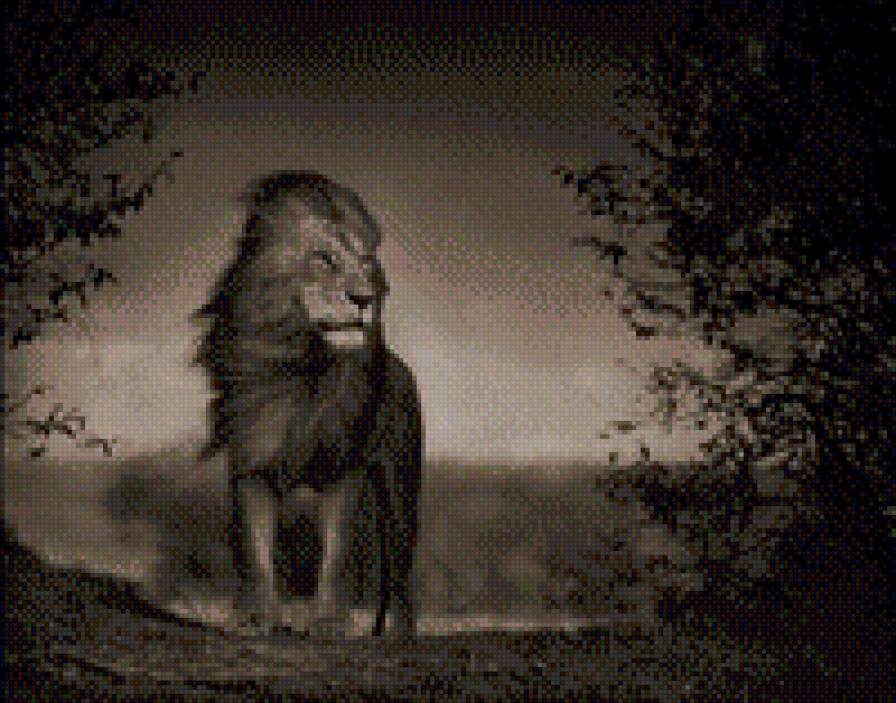 Лёва - животные, львы - предпросмотр