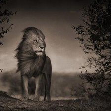 Схема вышивки «Лёва»