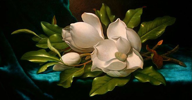 Магнолия - цветы, магнолия - оригинал
