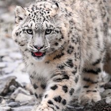 Схема вышивки «снежный барс»