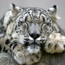 Схема вышивки «снежный барс»