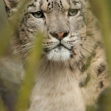 Схема вышивки «снежный барс»