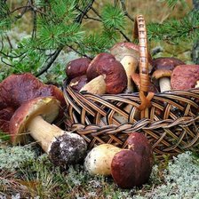 Схема вышивки «ох грибочки»